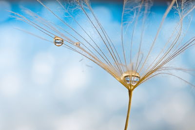 Low angle view of water drop on dandelion against blue sky