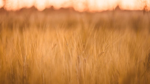 Scenic view of wheat field