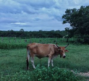 Horse standing on field against sky