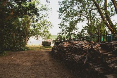 Stack of logs against trees