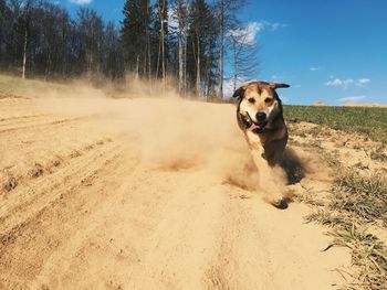 Dog running on sand