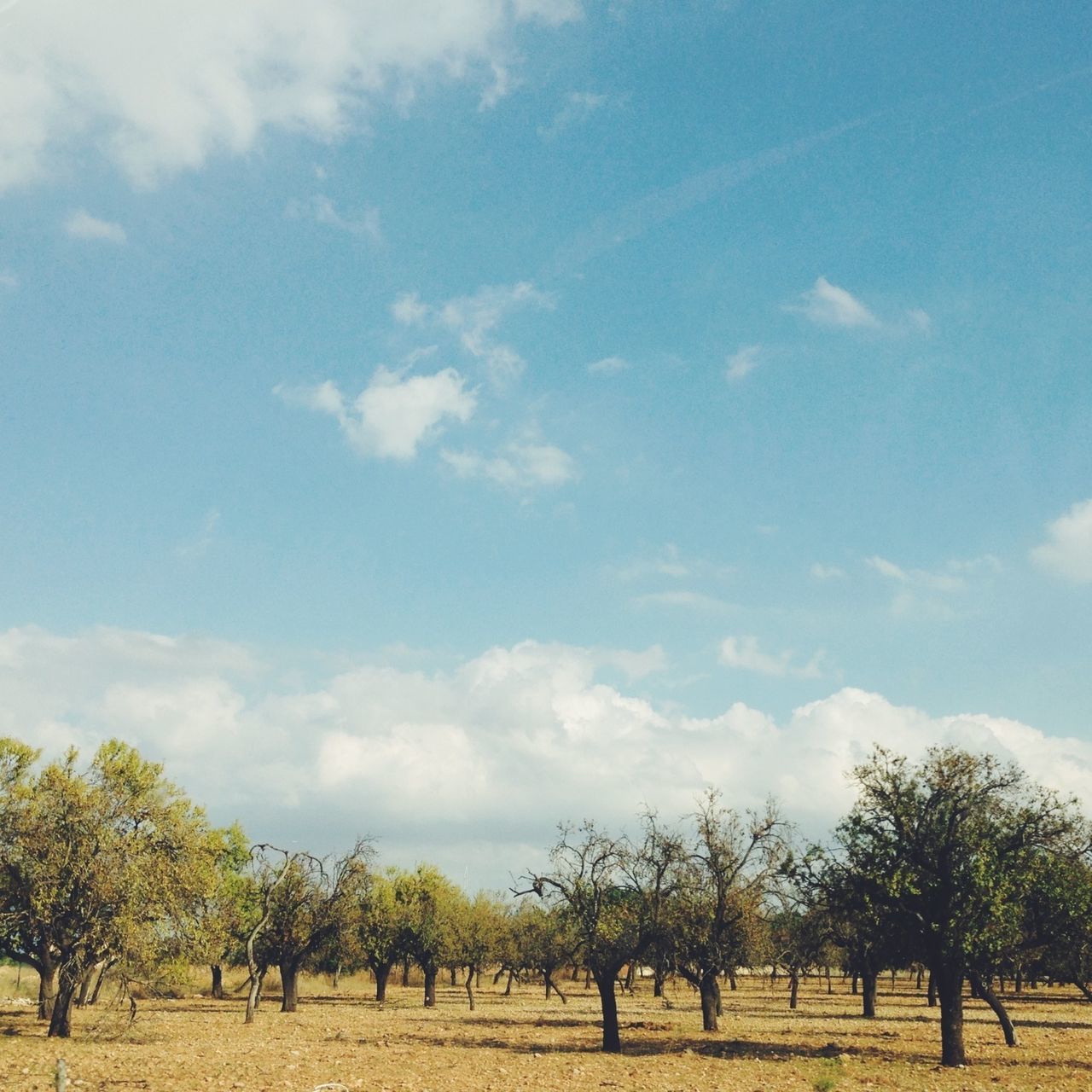 tree, sky, tranquility, tranquil scene, scenics, cloud - sky, beauty in nature, landscape, nature, cloud, growth, field, blue, day, non-urban scene, outdoors, idyllic, palm tree, cloudy, no people