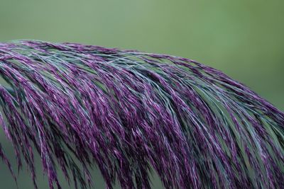 Close-up of multi colored background