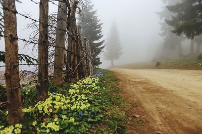 View of trees growing on road in forest