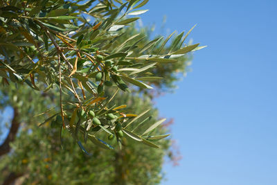 Low angle view of pine tree against sky