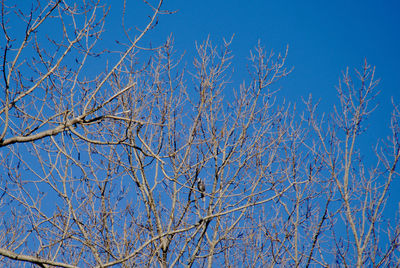 Low angle view of bare tree against blue sky