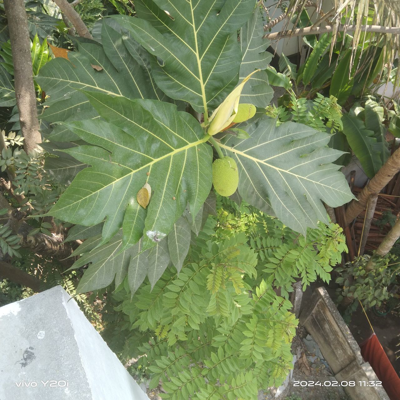 leaf, plant, plant part, growth, green, tree, nature, produce, day, no people, high angle view, food, beauty in nature, flower, outdoors, food and drink, freshness, fruit, healthy eating, close-up, agriculture