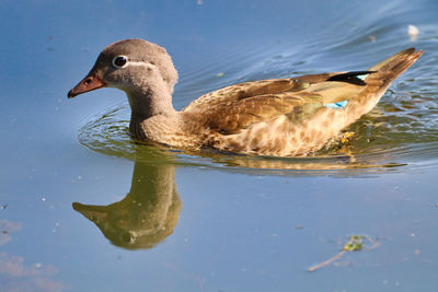 Close-up of duck in lake