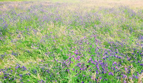 Full frame shot of pink flowering plants on field