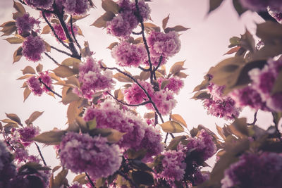 Low angle view of pink flowering plant