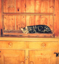 Close-up of cat on wood