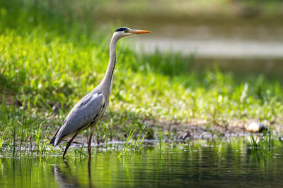 Bird on a lake