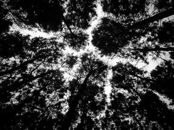 Low angle view of trees