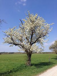 Low angle view of bare tree on field against sky