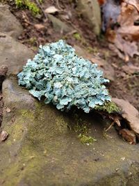 Close-up of moss growing on rock