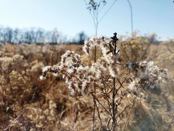 Close-up of flowers on field against sky