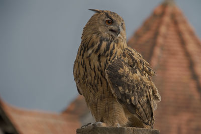 Close-up of owl perching outdoors