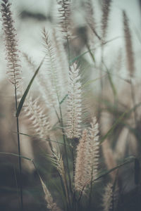 Close-up of reed grass growing on field