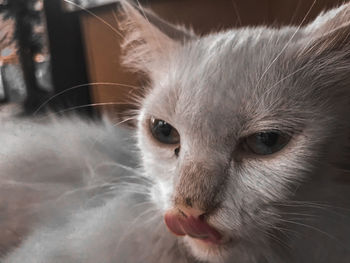 Close-up portrait of a cat