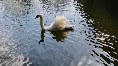 High angle view of swans swimming in lake