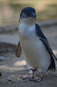 Close-up of penguin perching on land