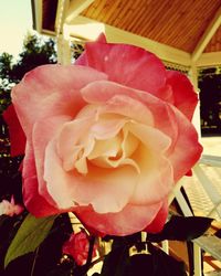 Close-up of red rose