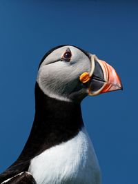 Close-up of bird against clear sky