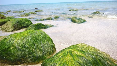 Close-up of moss on beach