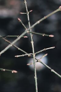 Close-up of barbed wire on plant