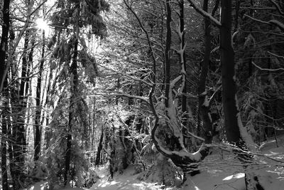 Trees in forest