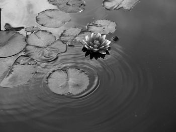 High angle view of lotus water lily in lake