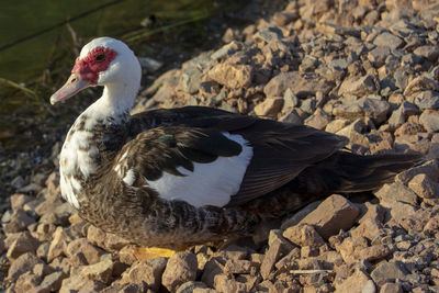 High angle view of duck