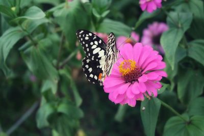 Close-up of butterfly pollinating on pink flower