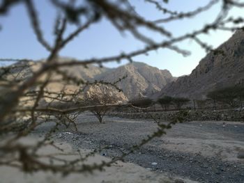 Close-up of bare tree against sky