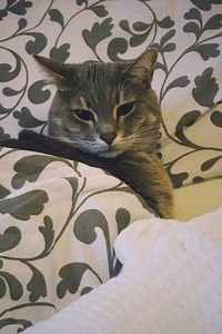 Close-up of cat relaxing on bed at home