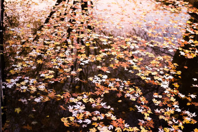 Close-up of flowers on tree during autumn