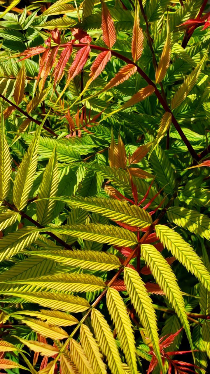 CLOSE-UP OF PALM TREE