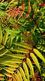 High angle view of palm tree