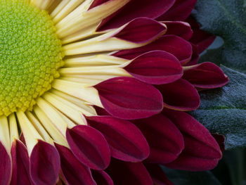 Close-up of flower