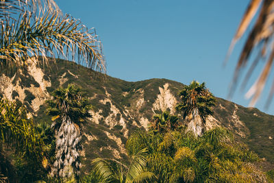 Low angle view of palm trees against clear sky