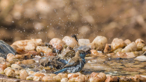 Close-up of birds in lake