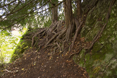 Trees in forest