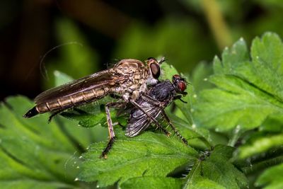 Predatore con preda. asilidae con mosca come preda. predator with prey. asilidae with fly as prey.