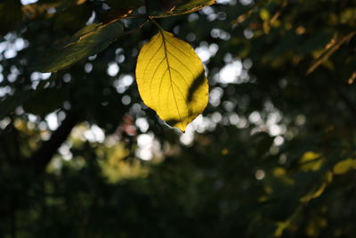 Close-up of yellow leaves on tree