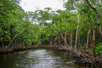 Scenic view of river amidst trees in forest against sky