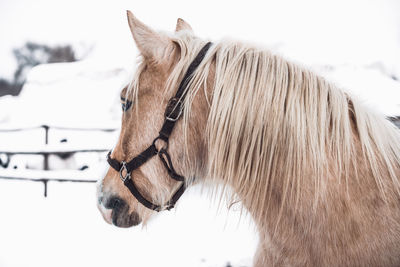 Close-up of a horse