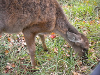 Close-up of giraffe eating grass