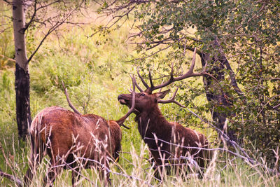 Bull elk fighting in rut season 