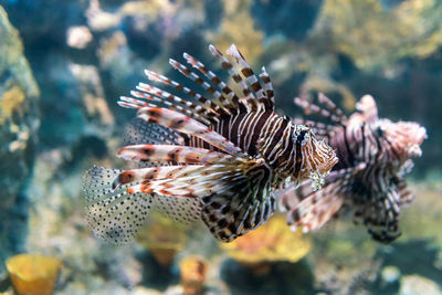 Close-up of fish swimming in sea