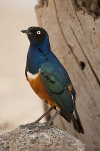 Close-up of bird perching on wood